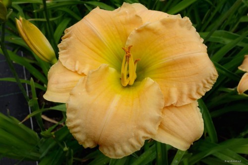 Hemerocallis „Maggie Frynboe”