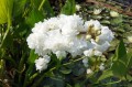 Sagittaria latifolia "Flore Plena"