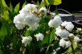 Sagittaria latifolia "Flore Plena"