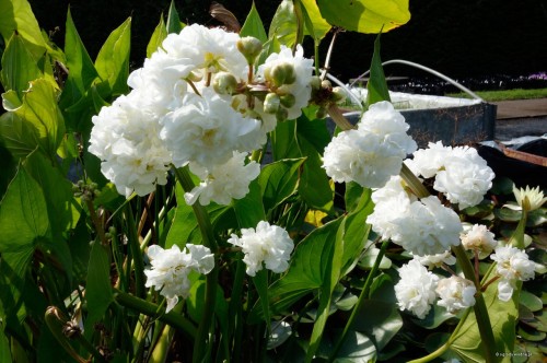 Sagittaria latifolia "Flore Plena"