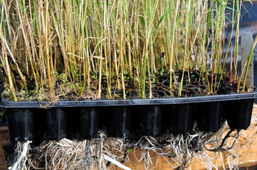 Trzcina pospolita w palecie rozsadowej