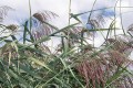Phragmites australis