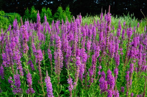 Krwawnica pospolita, Lythrum salicaria