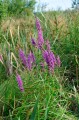 Krwawnica pospolita, Lythrum salicaria