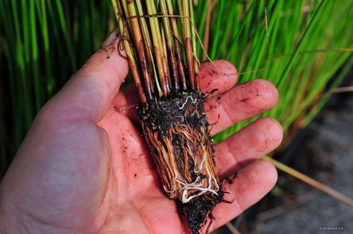 Sit rozpierzchły, Juncus effusus - sadzonka