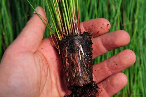 Juncus inflexus - sadzonka