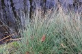 Sit siny, juncus inflexus