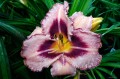 Hemerocallis „Broaden Your Horizons”