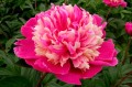 Paeonia "Daydream"