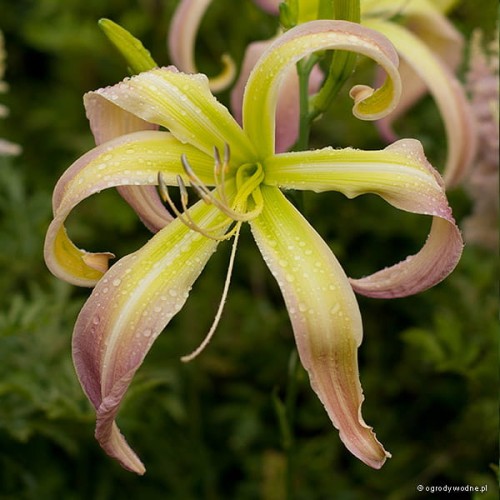 Hemerocallis „Desert Icicle”