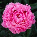 Paeonia "The Fawn"