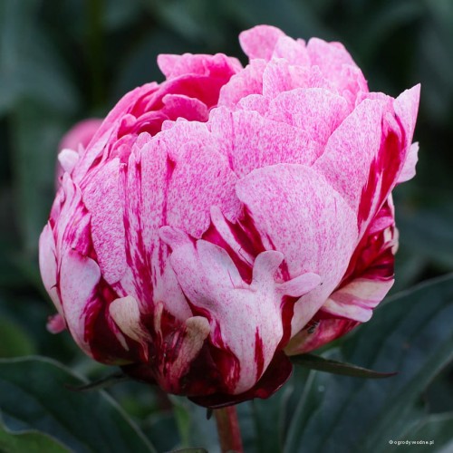 Paeonia "The Fawn"