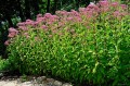 Eupatorium cannabinum