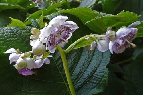 Deinanthe caerulea, fot. flickr.com, użytkownik 阿橋 HQ, licencja CC