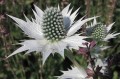 Eryngium maritimum, fot. flickr.com, użytkownik 阿橋 HQ, licencja CC