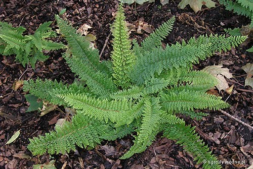 Polystichum setiferum 
