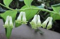 Polygonatum hirtum, fot. flickr.com, użytkownik 阿橋 HQ, licencja CC