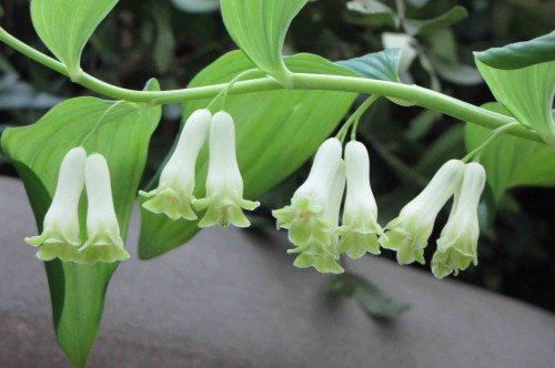 Polygonatum hirtum, fot. flickr.com, użytkownik 阿橋 HQ, licencja CC