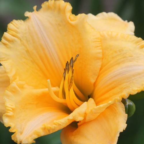 Hemerocallis "Earth Angel" fot.JH