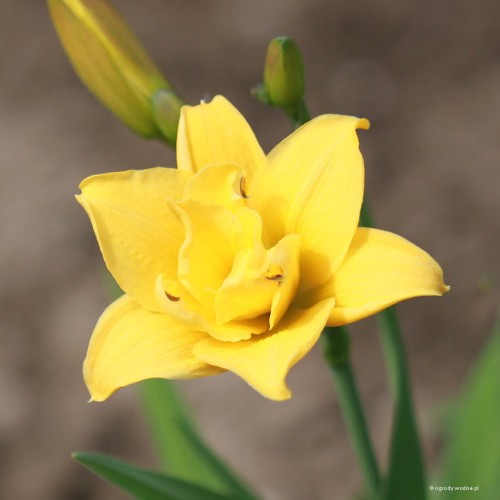Hemerocallis "Little Carnation"