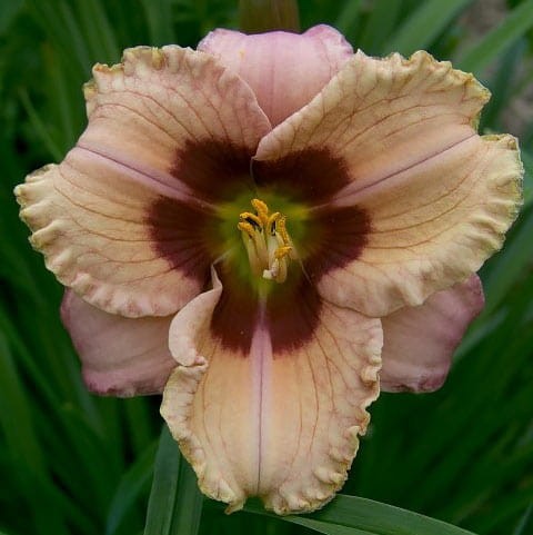 Hemerocallis "Orchid Candy"  fot.HE