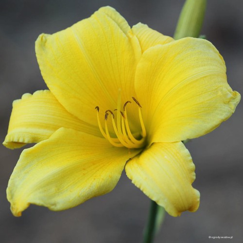 Hemerocallis "Limetree" fot.JH