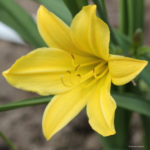 Hemerocallis "Lemon Bells" fot.JH