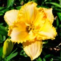 Hemerocallis "Lake Country Sunshine"