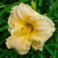 Hemerocallis "Magic Lace"