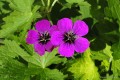 Geranium „Dragon Heart”