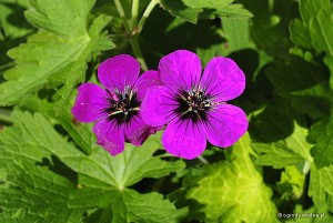 Geranium „Dragon Heart” - bodziszek