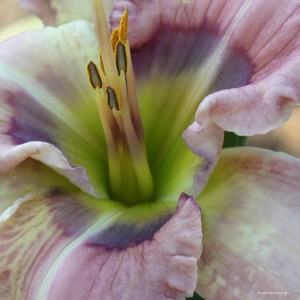Hemerocallis „Magnificent Rainbow” - liliowiec