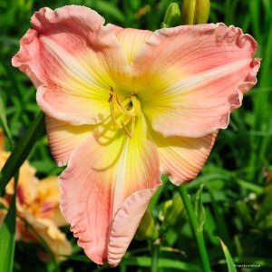 Hemerocallis „Mary Alexander Memorial” - liliowiec
