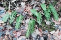 Paprotka zwyczajna, Polypodium vulgare - w swoim naturalnym siedlisku na leśnej skarpie