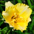 Hemerocallis "Lake Country Sunshine"