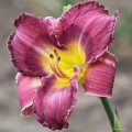 Hemerocallis "Shelby's Song" fot.JH