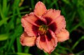 Hemerocallis „Mayah Showgirl”