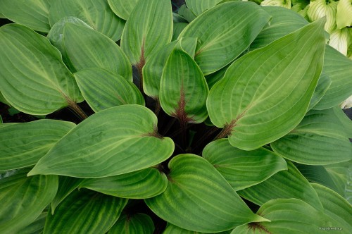Hosta "Purple Heart"