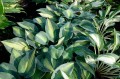 Hosta „Catherine”