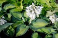 Hosta „Heat Wave”
