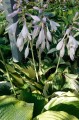 Hosta „Christmas Candy”