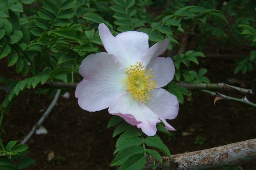 Rosa roxburghii hirtula, fot. Sakurai Midori - Own work, CC BY-SA 3.0, <a href="https://commons.wikimedia.org/w/index.php?curid=817837">https://commons.wikimedia.org/w/index.php?curid=817837</a>