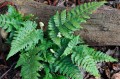 Dryopteris championii