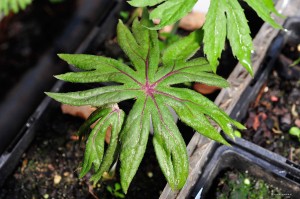 Syneilesis palmata - synejlesis palczasta