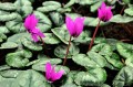 Cyclamen pseudibericum