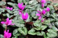 Cyclamen pseudibericum