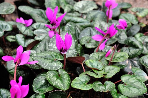 Cyclamen pseudibericum