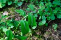 Polygonatum odoratum "Koryu"