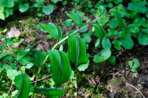Polygonatum odoratum "Koryu"