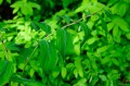 Polygonatum odoratum "Koryu"